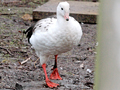 Andean Goose